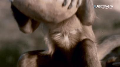 鏂硅劯鐚村瓙妯′豢浜虹殑琛ㄦ儏,鎾炶劯鏂硅劯鐚村瓙鐨勫コ缃戠孩