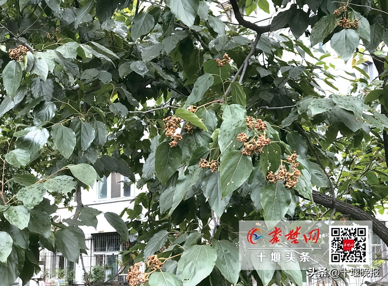 又香又甜的秋果,哪种秋果最好吃