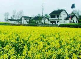 油菜花赞七绝,七绝油菜花春景