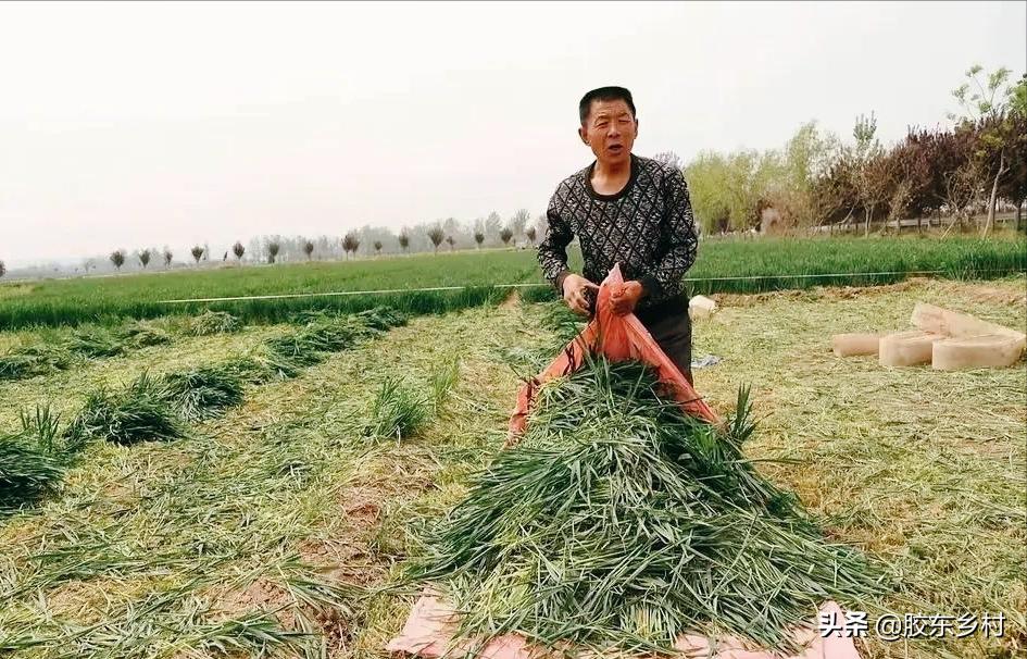 今年新小麦田间收购价格是多少,农村新麦收购价格