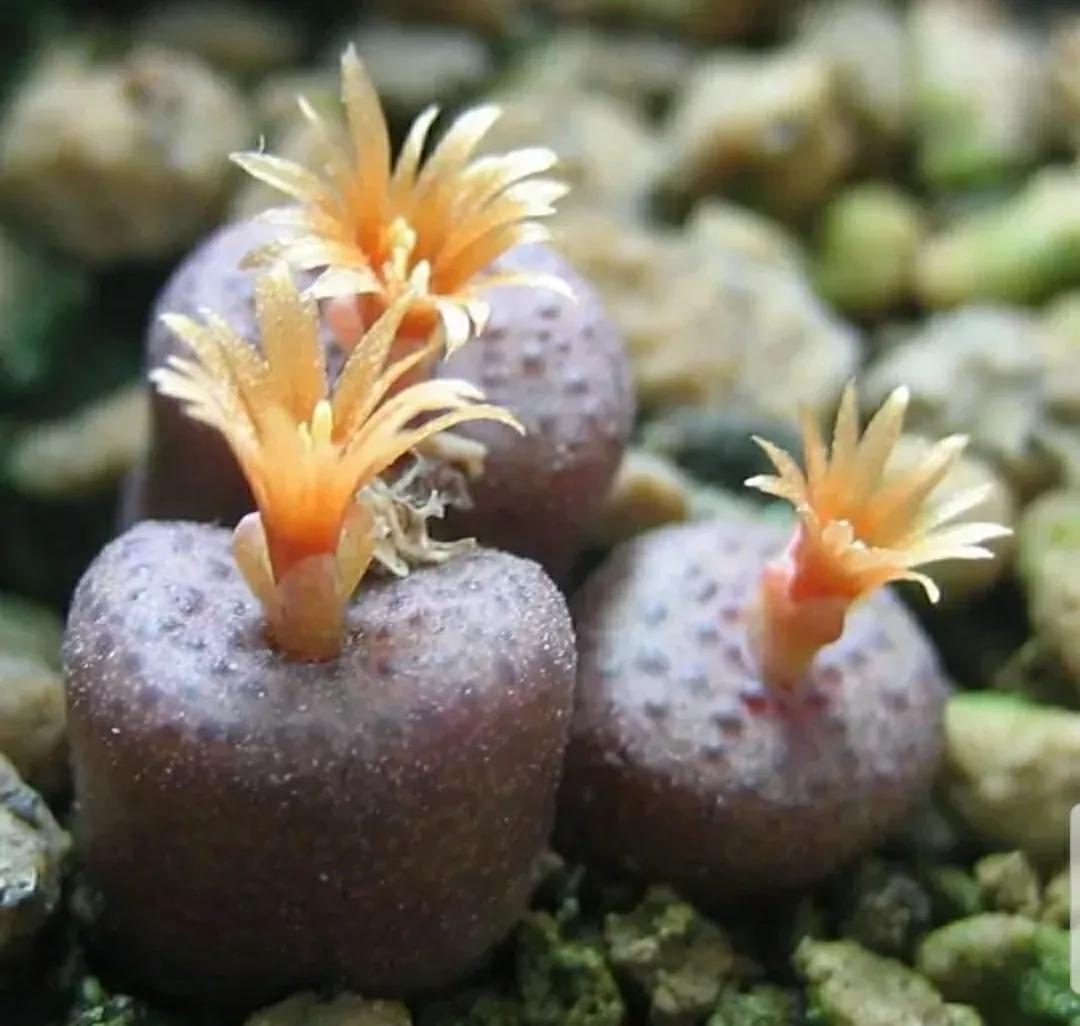 多肉植物石头开花,多肉石头花秋季