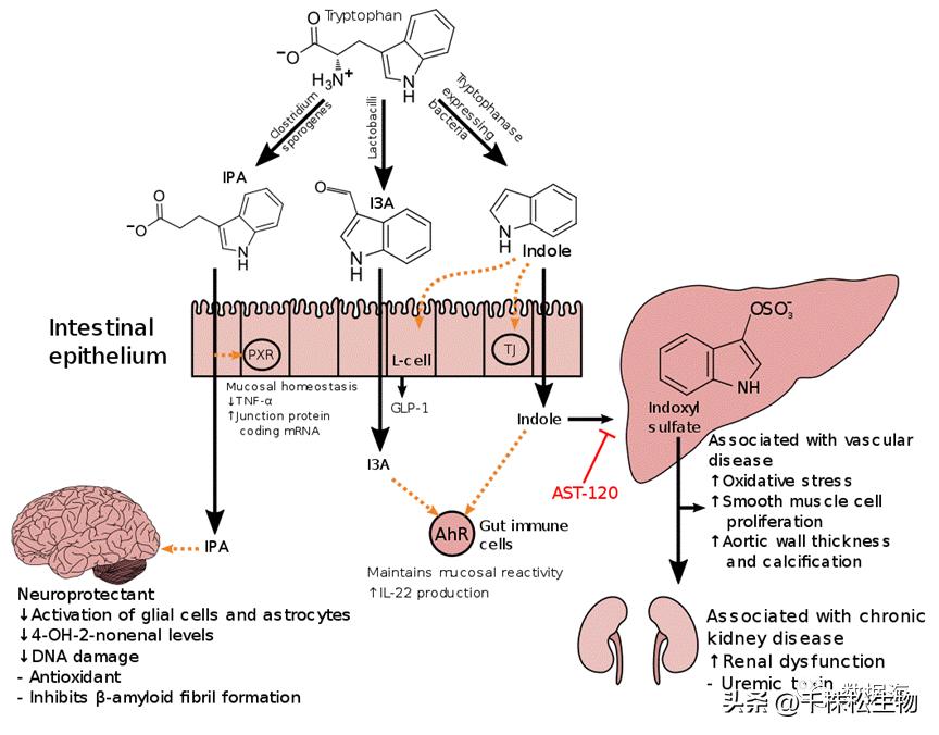 色氨酸是氨基酸,色氨酸和氨基酸的区别