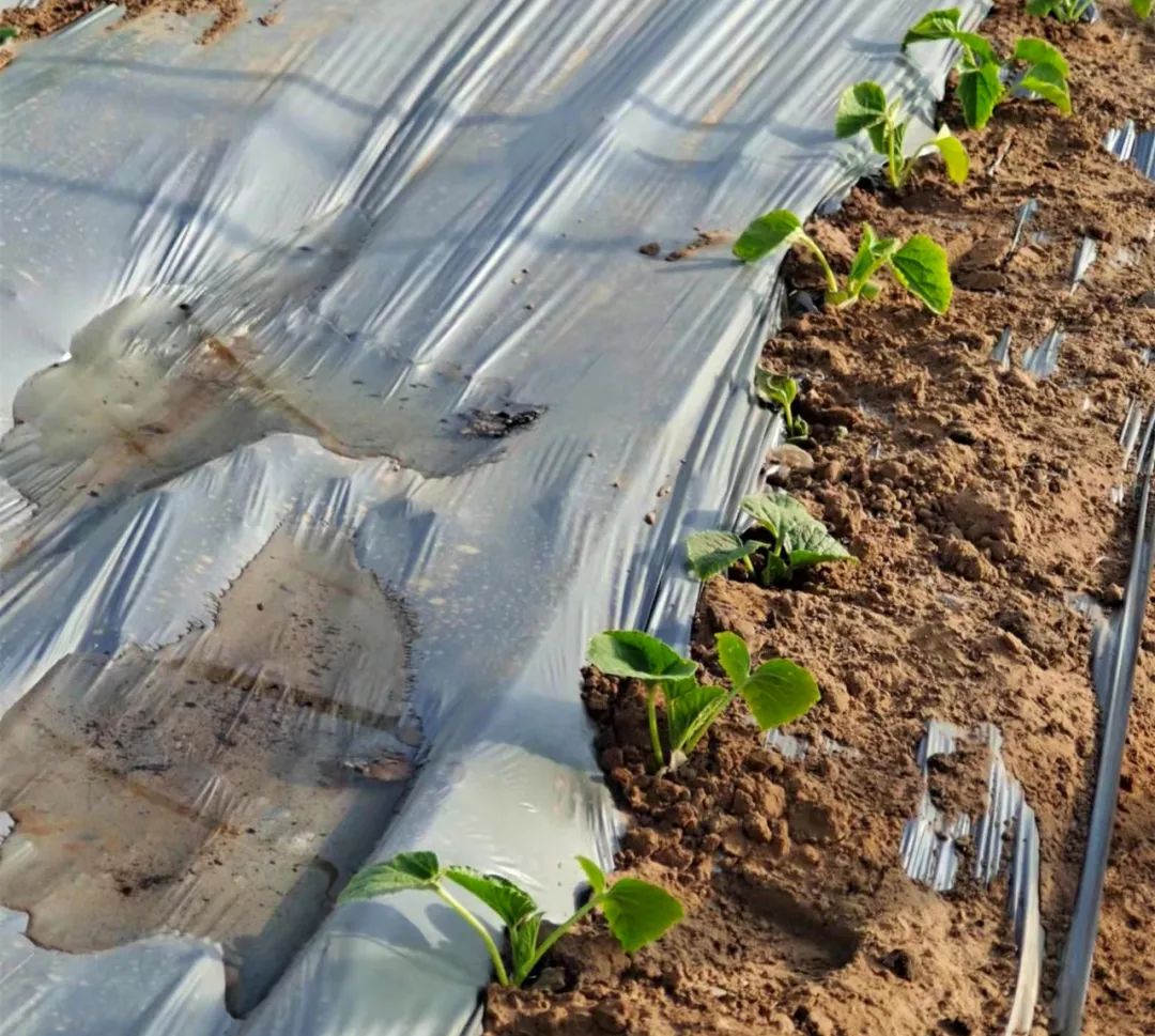 高质量发展看鄂尔多斯丨鄂托克前旗：无土栽培好“钱”景增产增效还节水