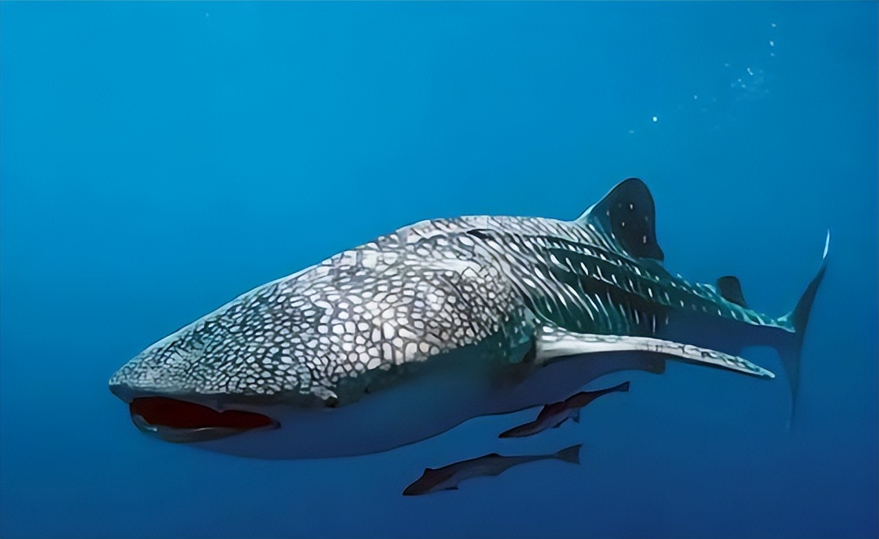 核潜艇为什么没有鲸鱼潜得深,为何鲸鱼潜水深度是核潜艇的数倍