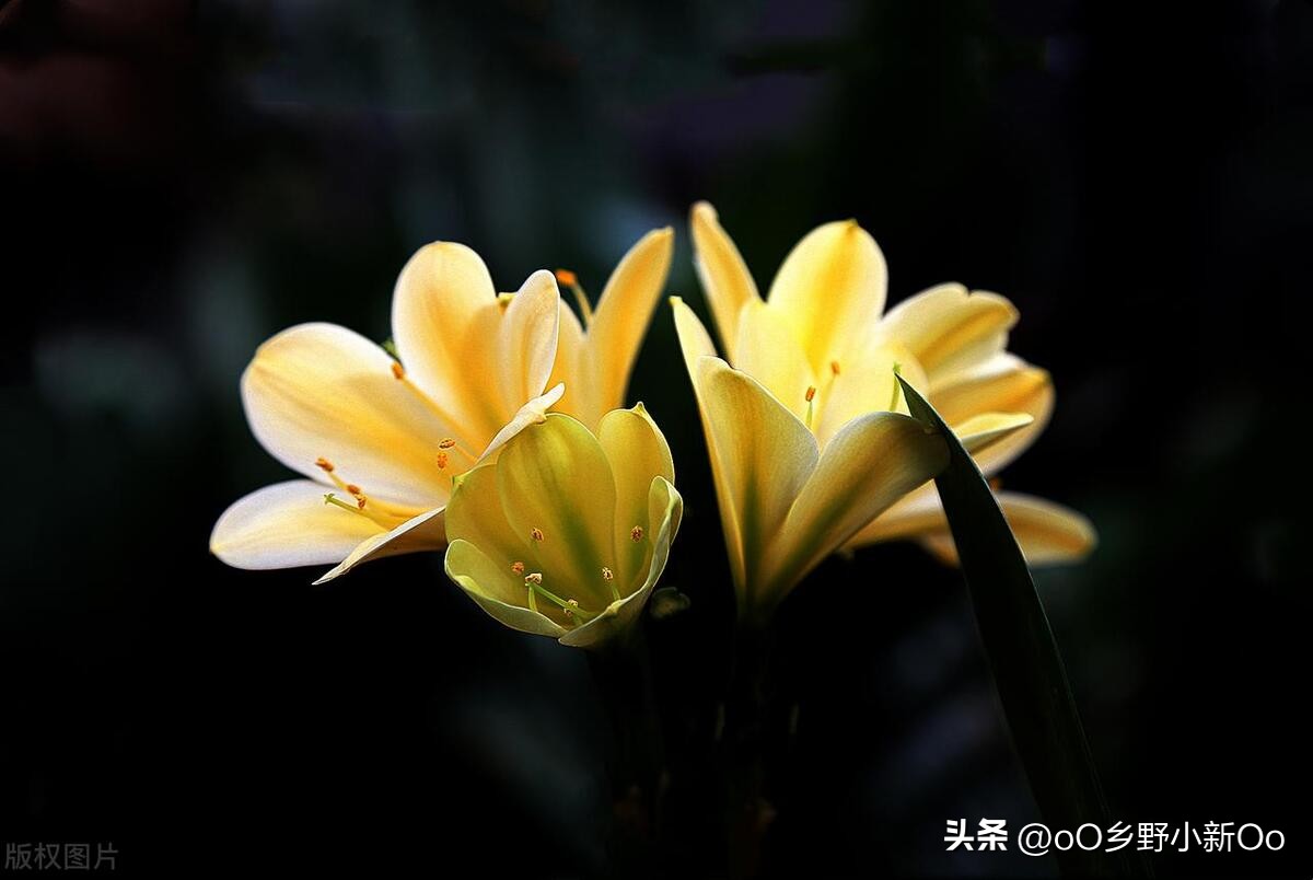 养君子兰老是烂根怎么办,养君子兰有好多小飞虫怎样治