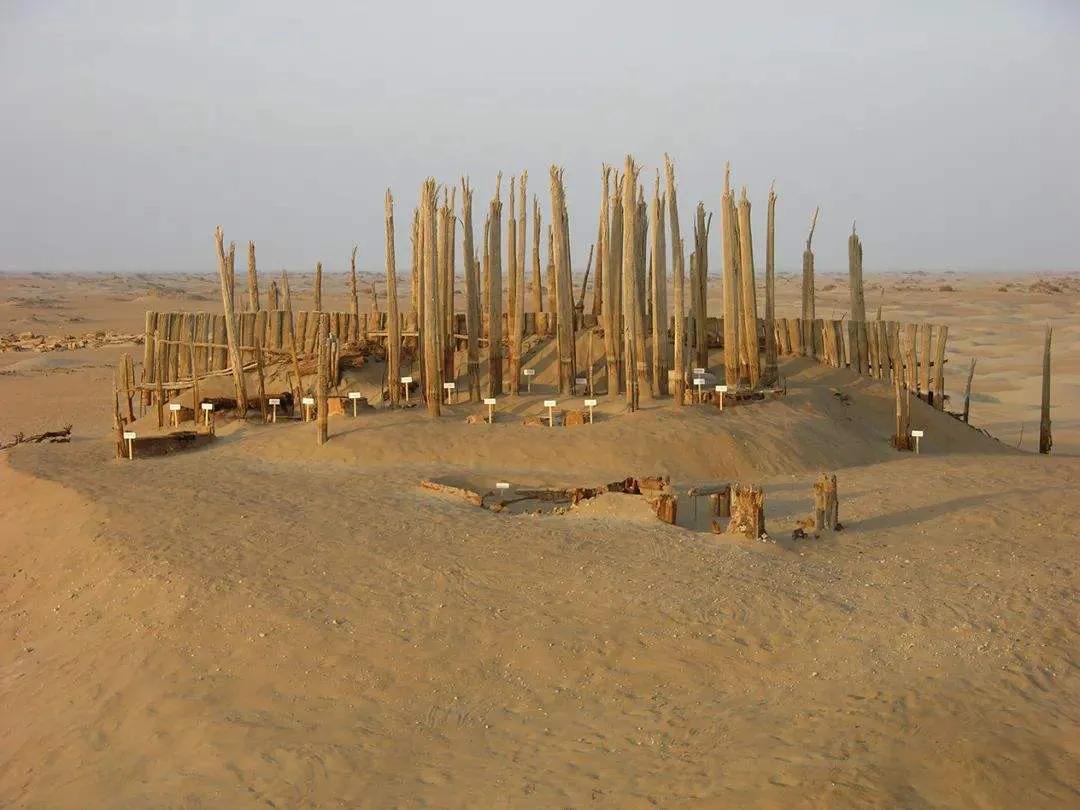 若羌枣,若羌黄口料