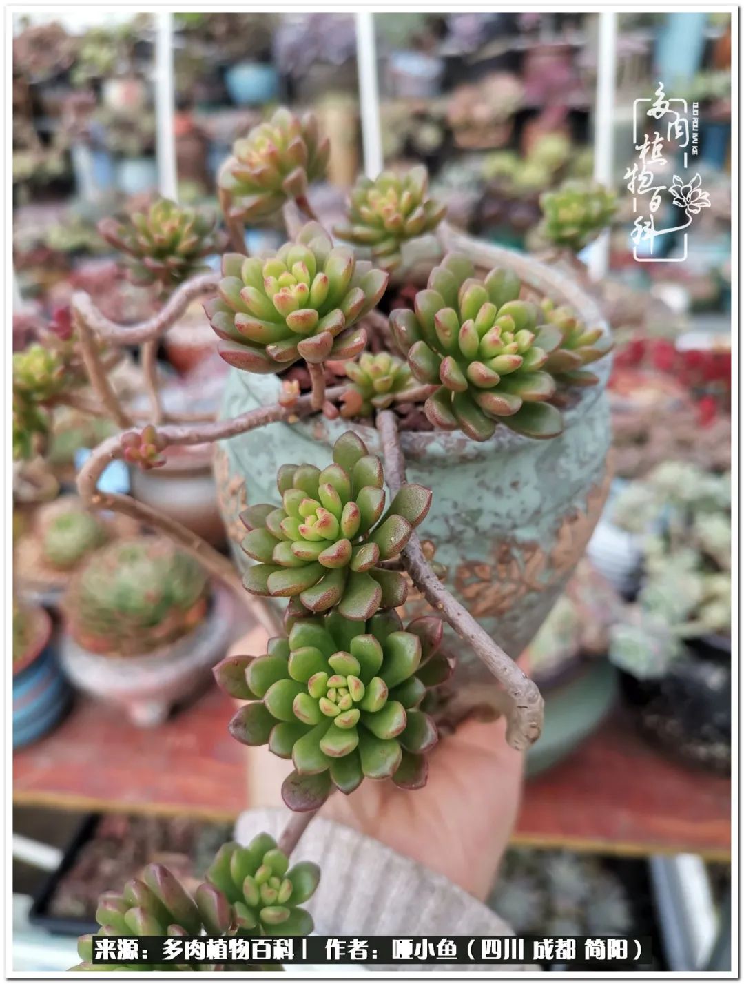 看世间繁华品一生,看世间繁华品人生美味