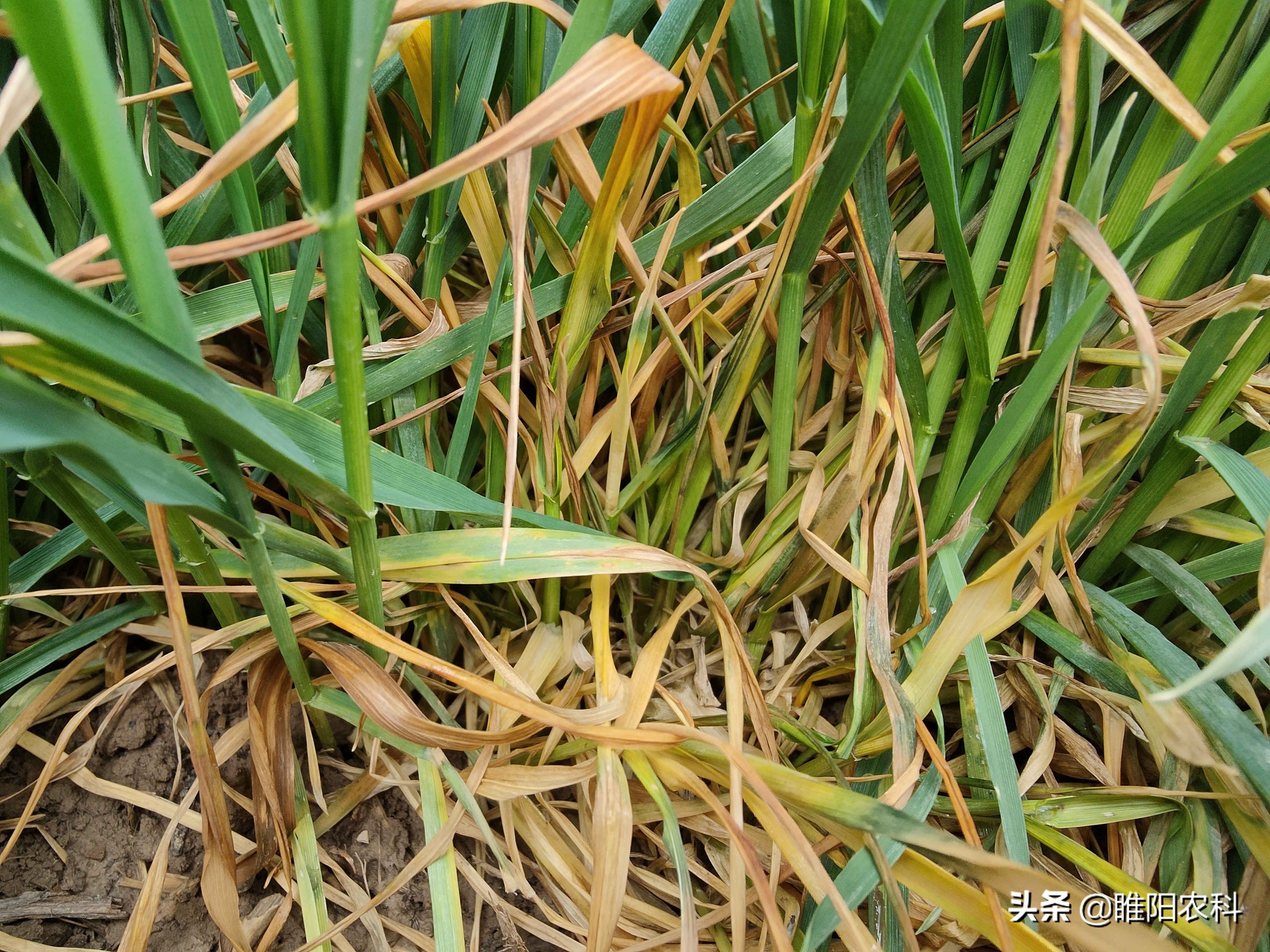 什么原因造成麦苗发黄枯死,麦苗发黄怎么治疗最好