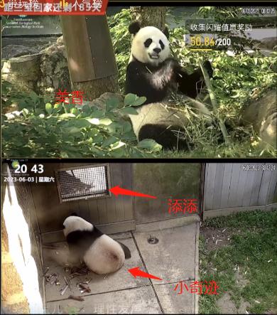 6.3日小奇迹崽崽:快给本崽崽多多上供能吃的竹子和竹笋