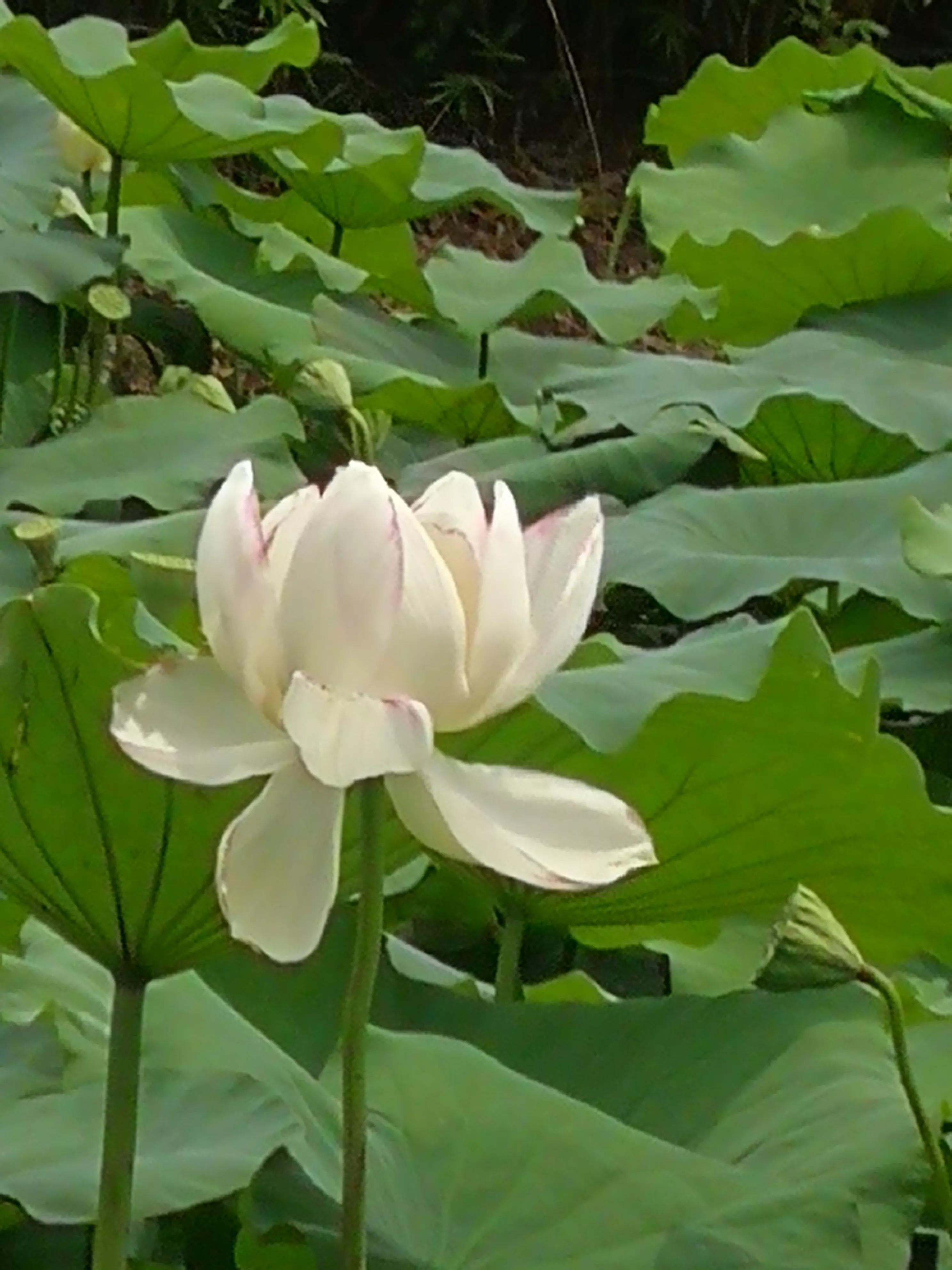 娇艳欲滴又清新雅致的荷花,娇羞迷人的荷花