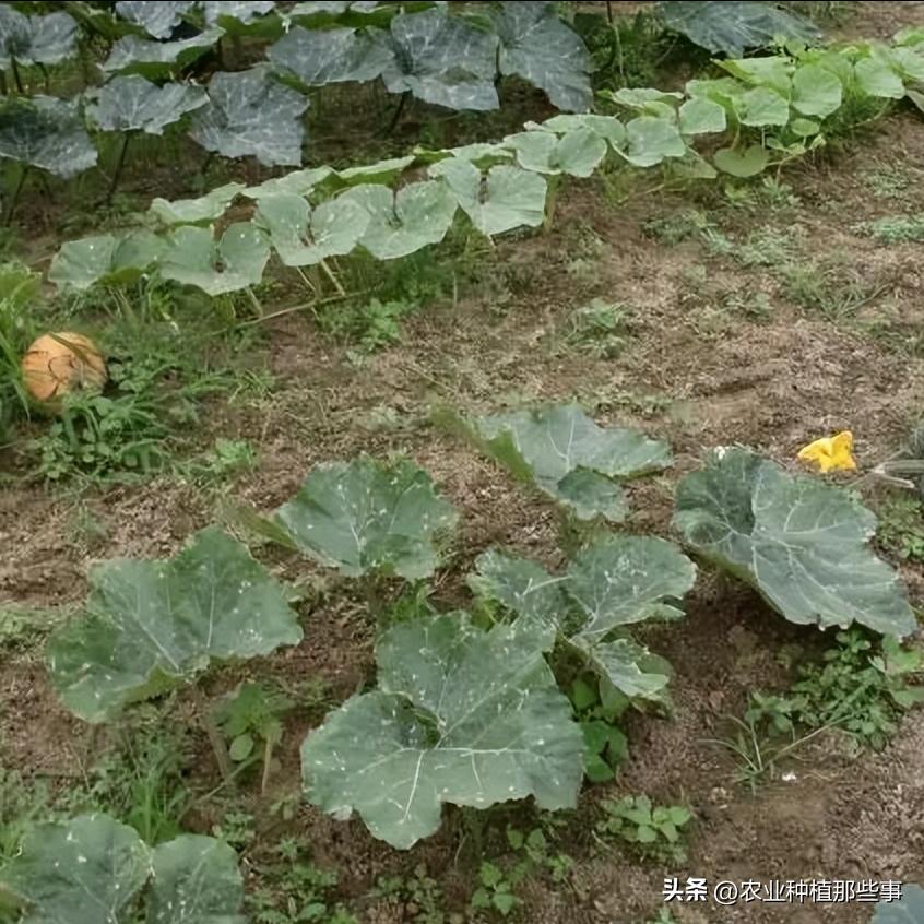 种植南瓜要除侧枝吗,种的南瓜结了瓜又黄了怎么回事