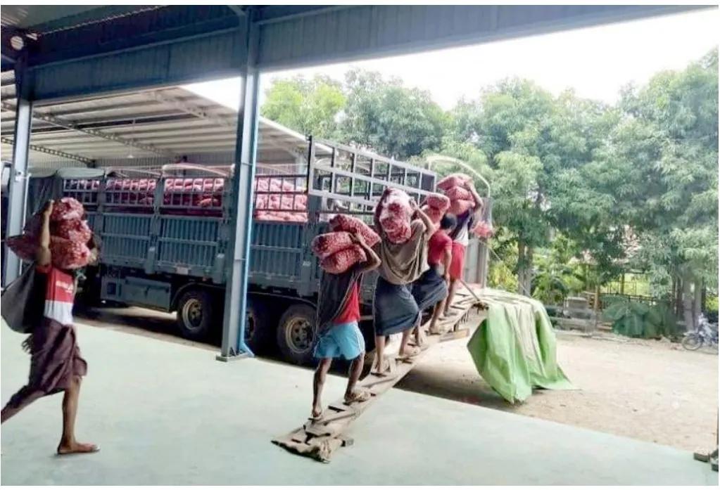 收购缅甸洋葱,缅甸洋葱出口现状