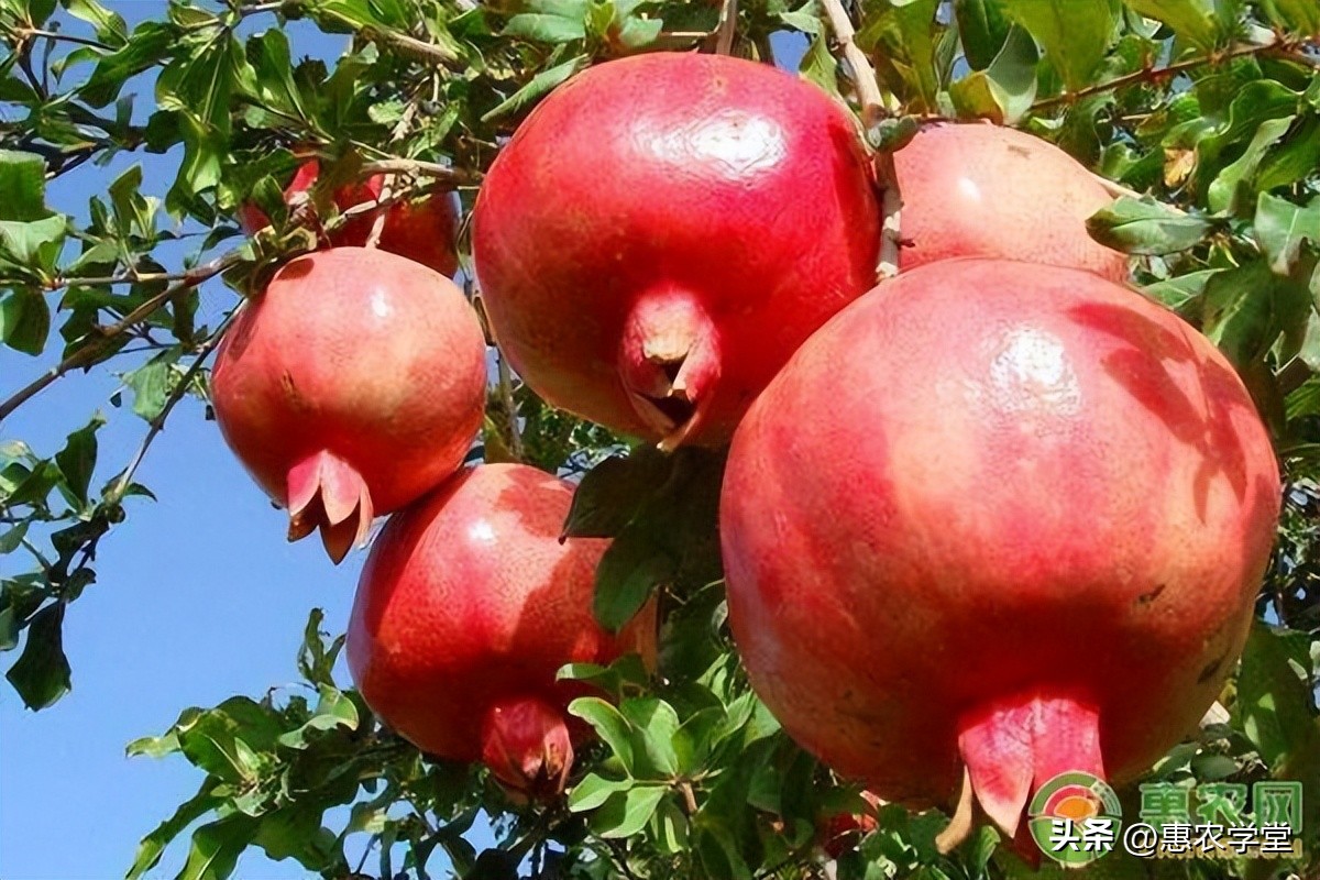 桃树绿盲蝽的危害和用药,石榴绿盲蝽