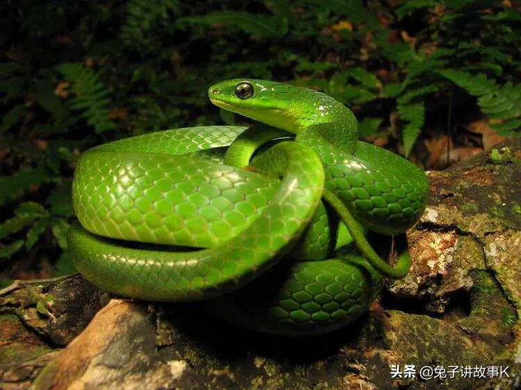 蛇蜕皮的过程,蛇为什么蜕皮