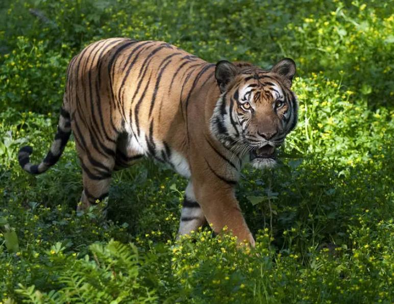 装死躲过棕熊,男子上山挖野菜遇黑熊还活着吗
