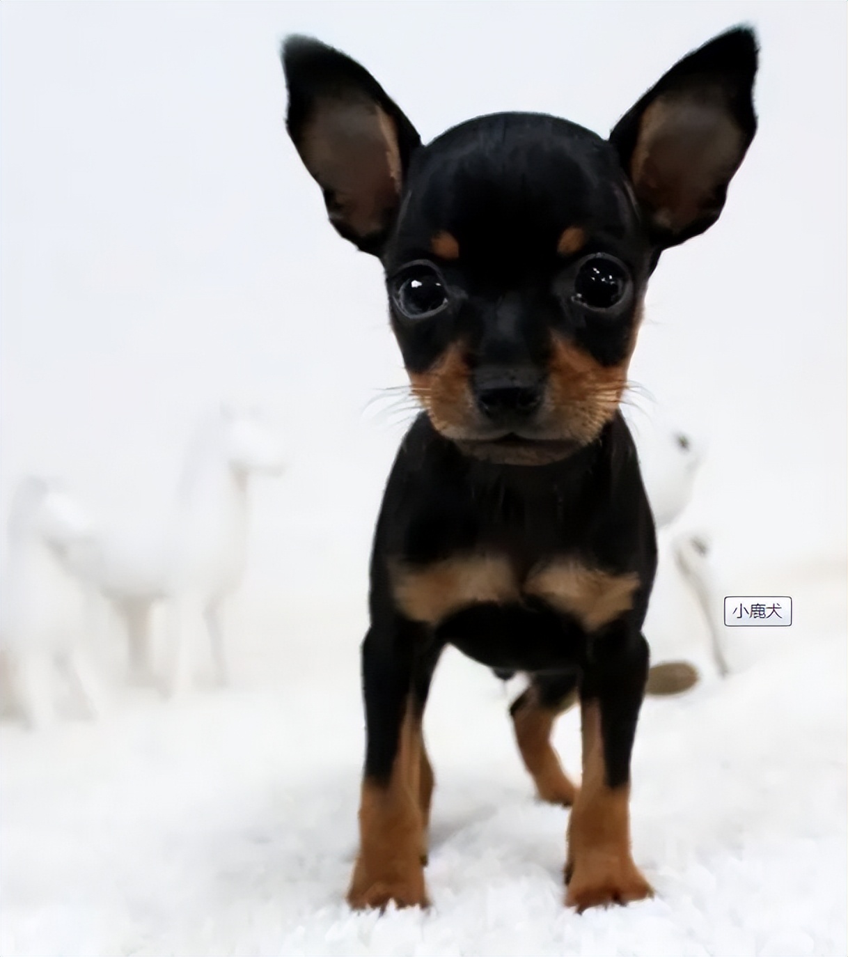 小鹿犬最便宜需要多少钱一只幼犬,小鹿犬吉娃娃多少钱一只黄色