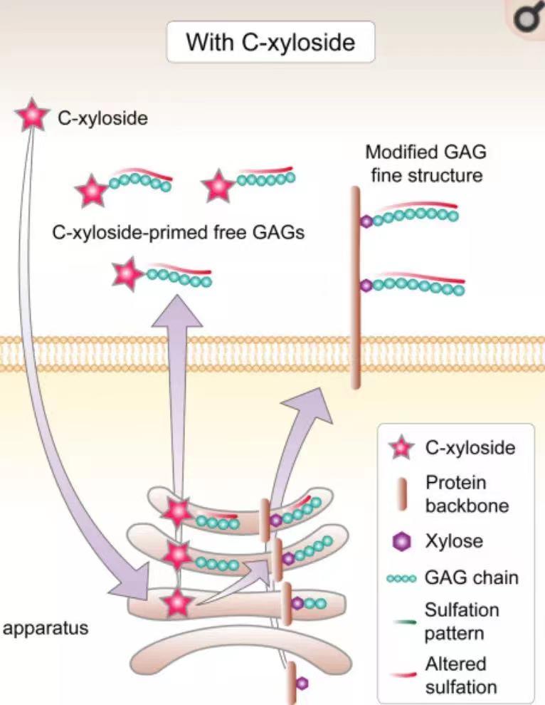 欧莱雅玻色因pro真假,国产玻色因可以代替欧莱雅吗