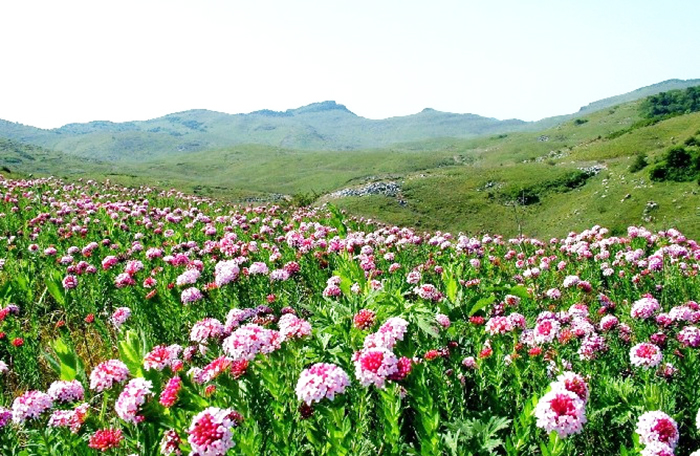 山*藏西**着个“小*疆新**”，花海湖泊草甸似仙境，不收费的满分避暑地