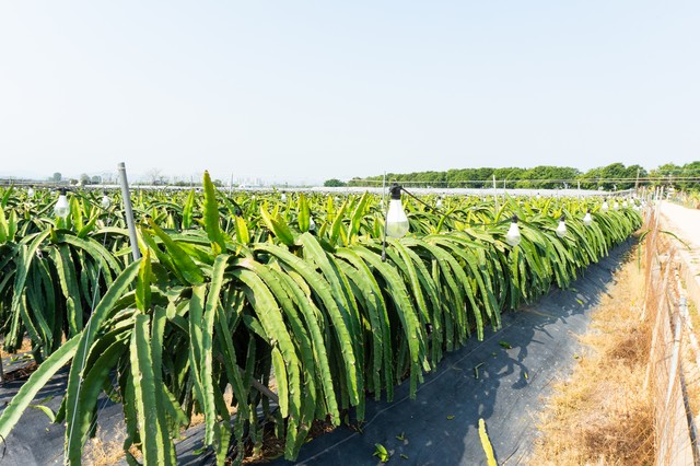 农村承包土地最新政策到期怎么办,农村户口全部迁出土地承包收回吗