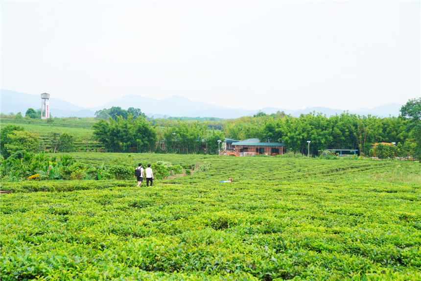 海南适合自驾的原始森林,海南黎族游玩攻略自驾游