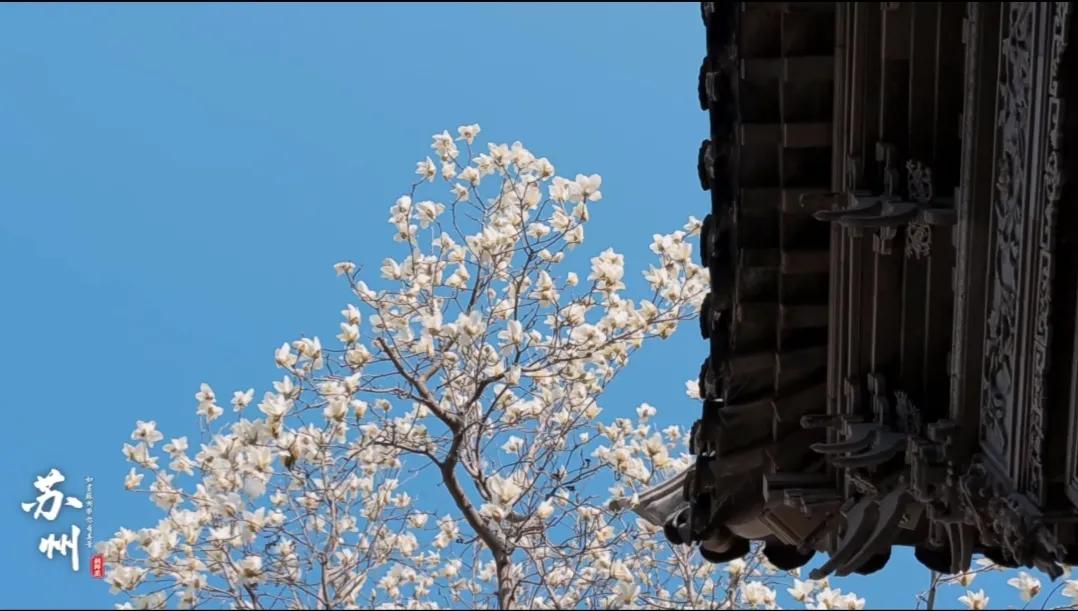 玉兰的花语,玉兰和深山含笑的花语