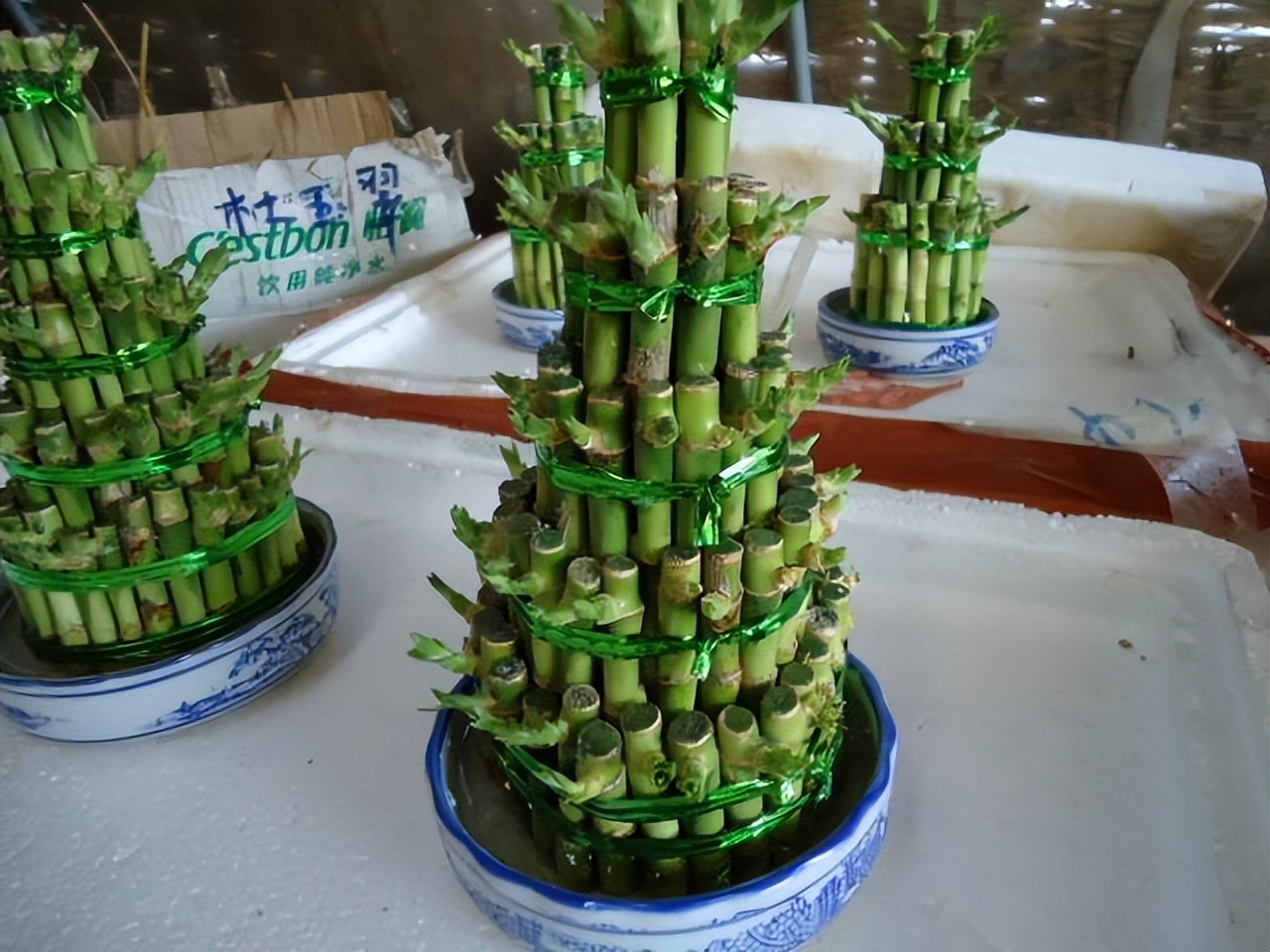 富贵竹水发臭黄叶杆干瘪,水培富贵竹水浑浊怎么办