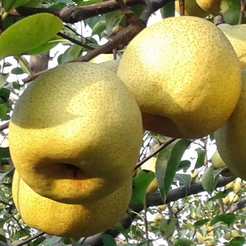 梨花一枝春带雨下联,梨花一枝春带雨