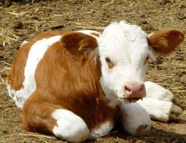 新生牛犊拉稀怎么治用什么药,新生牛犊拉稀最好治疗方法是什么