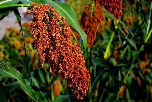 茅台酒这么贵为什么价格这么统一,茅台酒价格为什么相差那么大