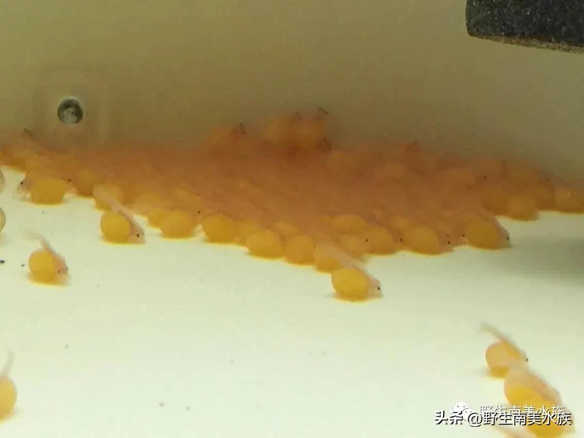 每天认识一种热带鱼,每天认识一种南美鱼