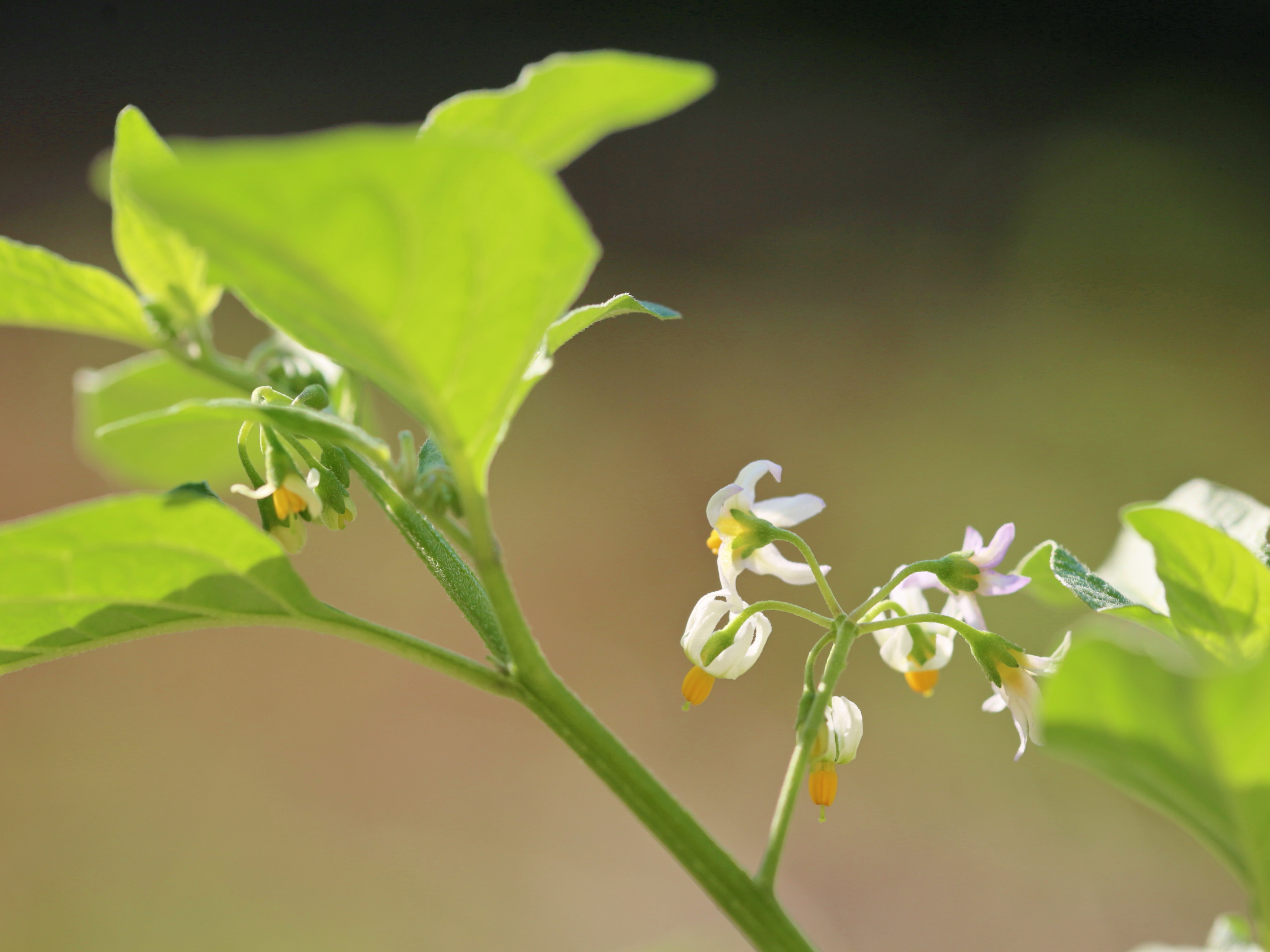 龙葵果小时候的味道,小时候的零食龙葵果