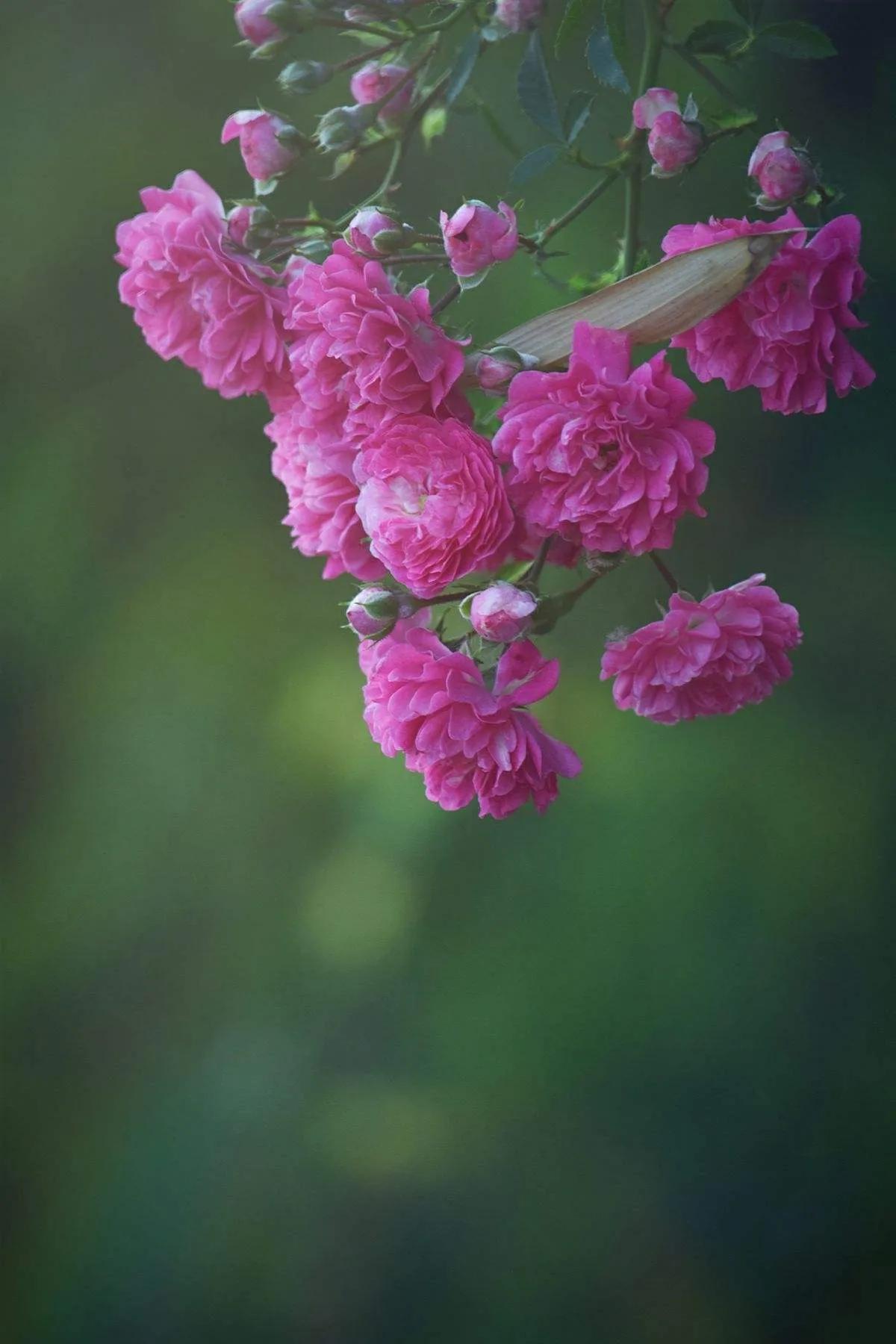 紫薇花壁纸高清全屏,唯美紫壁纸