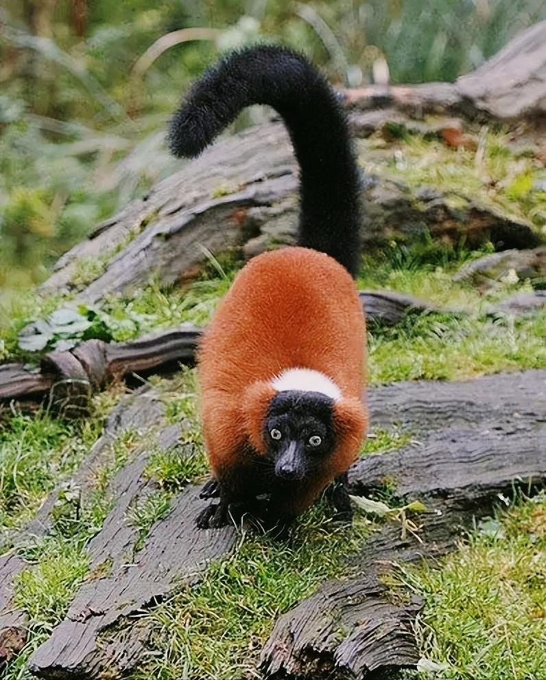 拯救狐獴,拯救狐猴