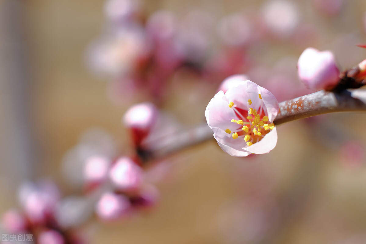 上级同事搭我的车流产了，结果我升职了