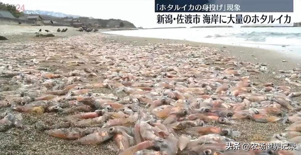 如何看待进口日本海鲜,中国进口日本海鲜都有哪些