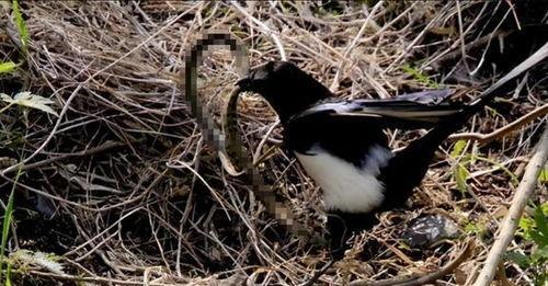 面包夹知识,面包夹心冷知识