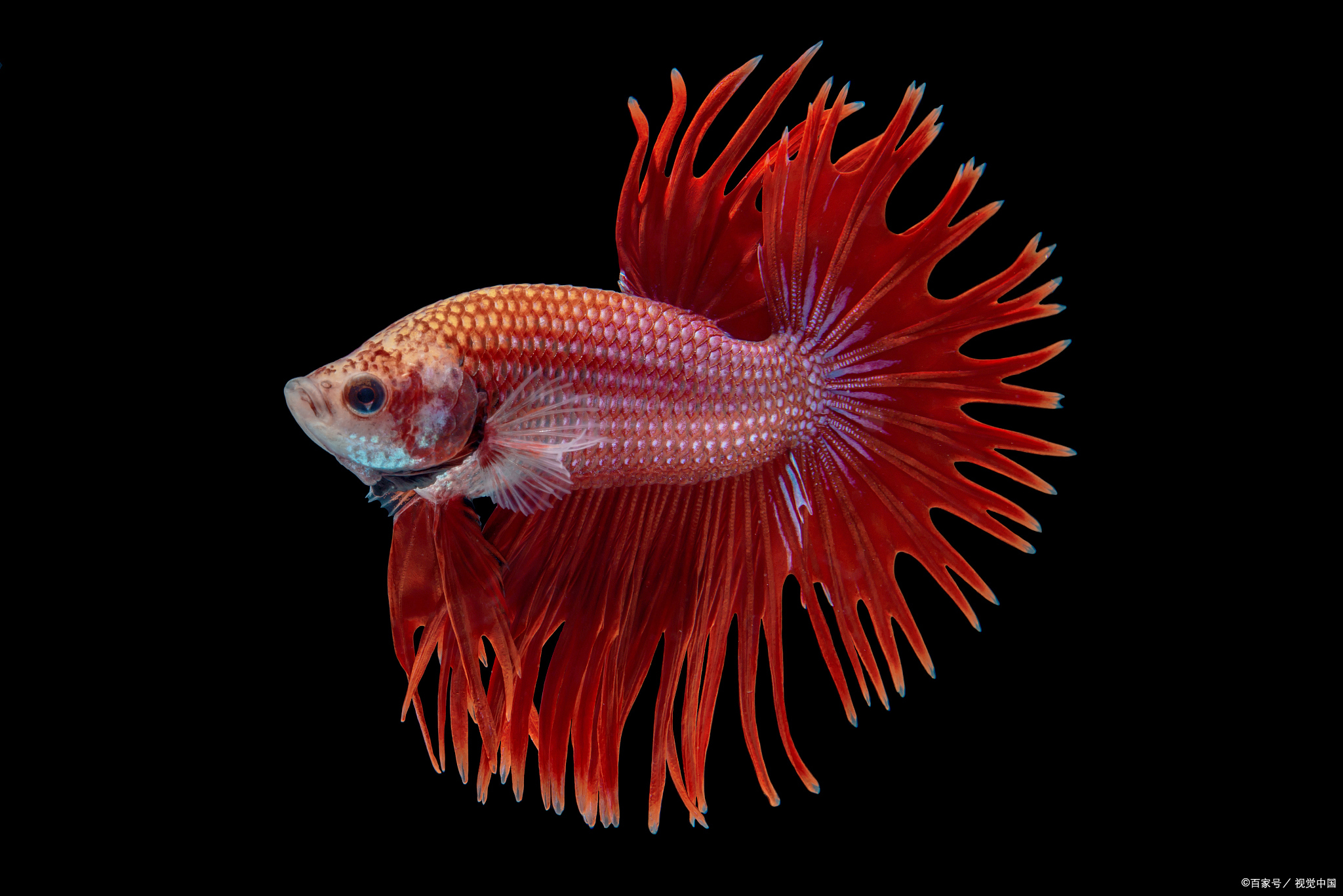 普叉斗鱼为什么喜欢跳缸,斗鱼为啥会跳来跳去