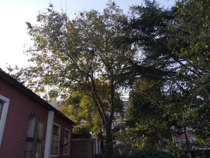 画与景,幼儿长卷画景