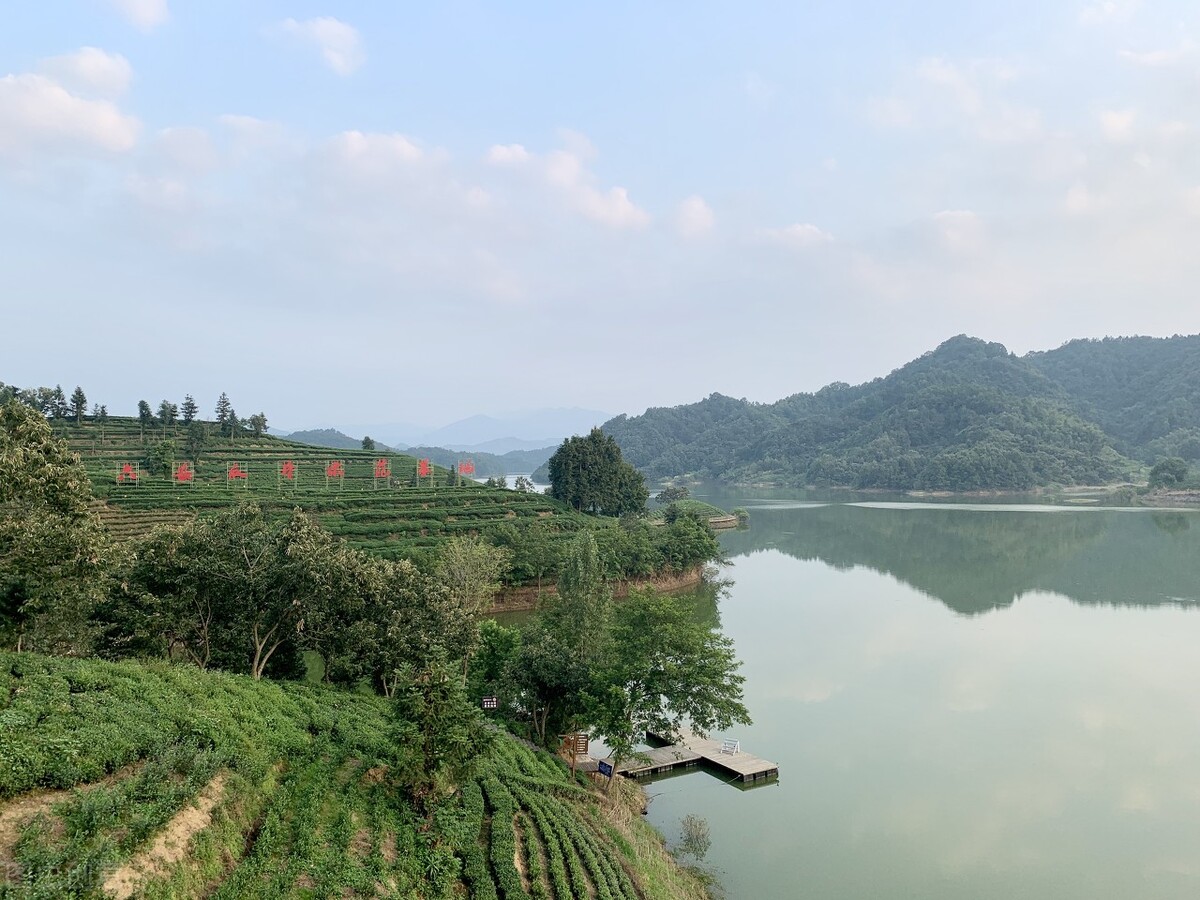 绿茶六安瓜片产地,绿茶六安瓜片销量