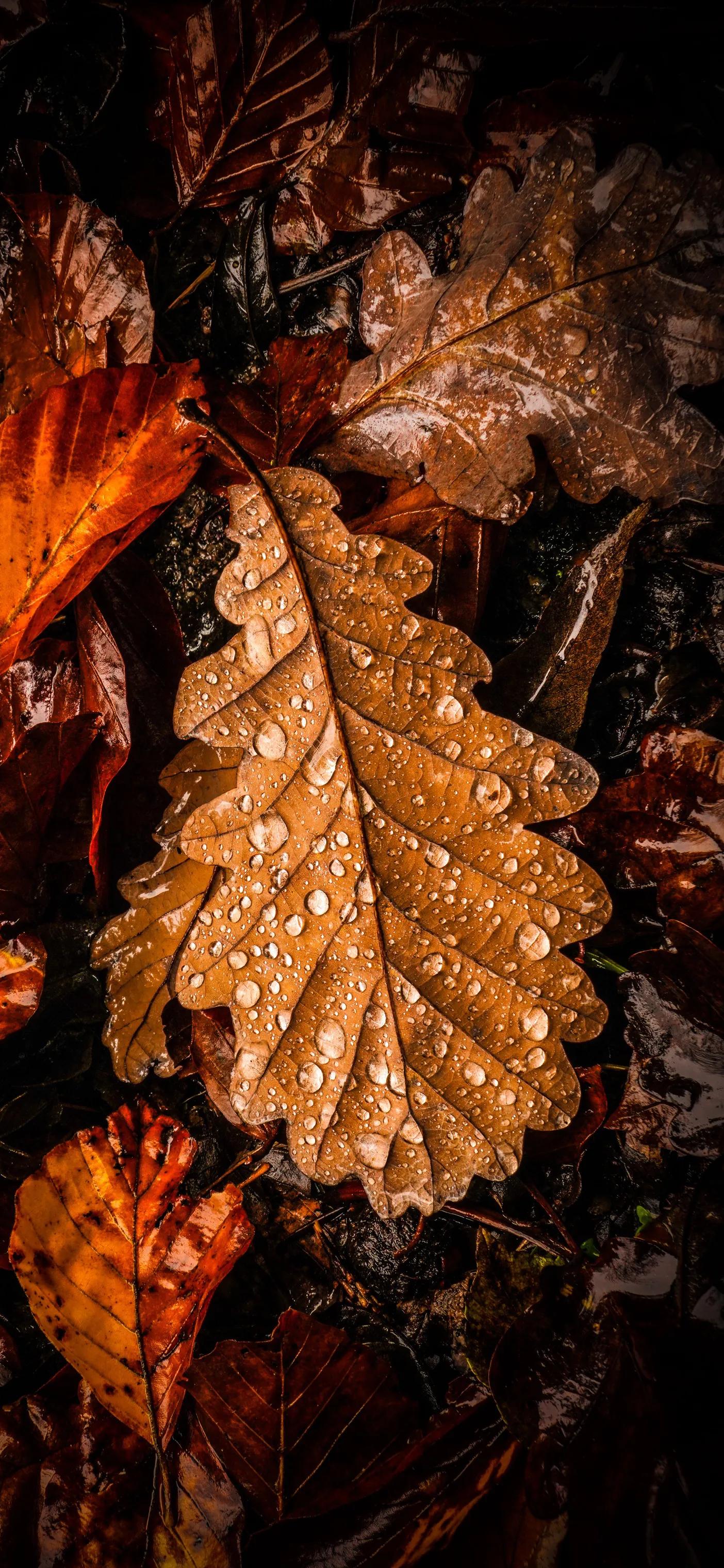 手机锁屏壁纸高清全屏可保存照片,可保存的高清手机壁纸全屏无水印