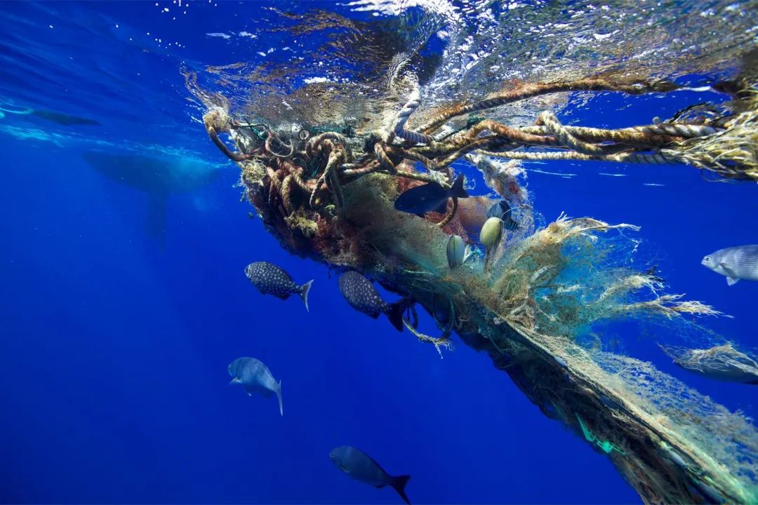 这个“垃圾大国”，真是让我开眼了