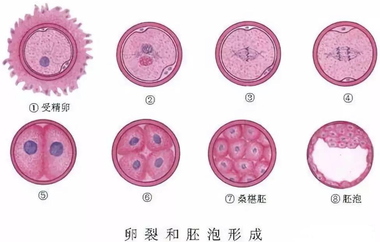 最强“配种王”一年捐精超百次：日本人为了“小蝌蚪”多么疯狂？