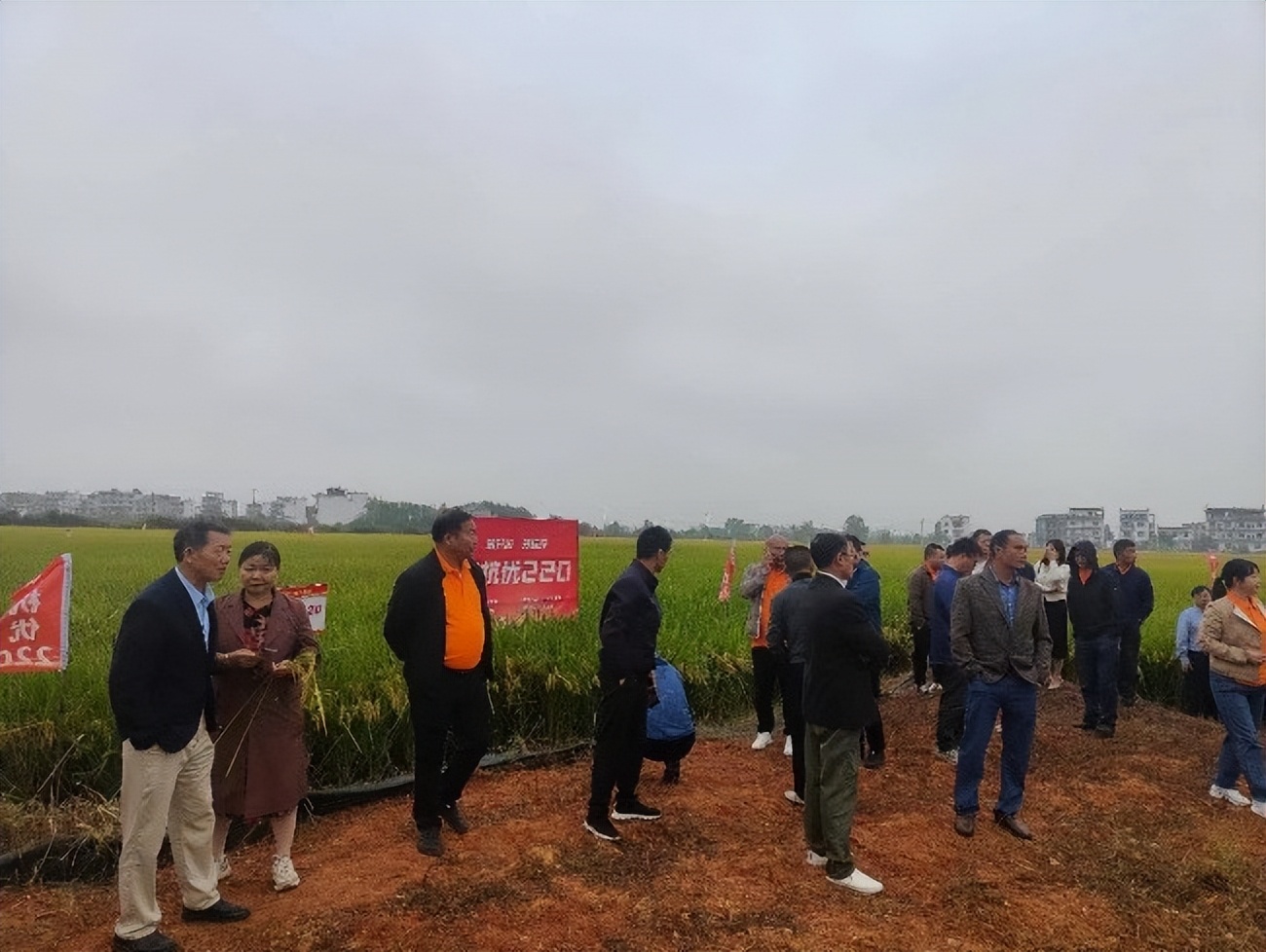 金色农华籼梗交新标杆、新升级——浙杭优220