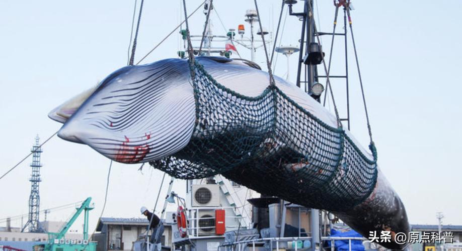 日本最奇葩的十种美食,日本美食奇葩美食