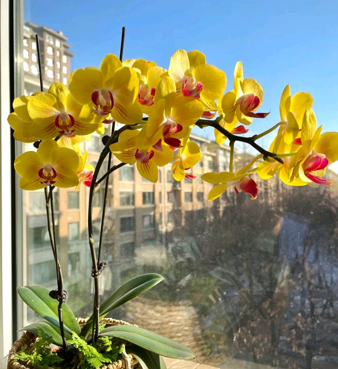 100个阳台养什么花好,100种阳台养的花草