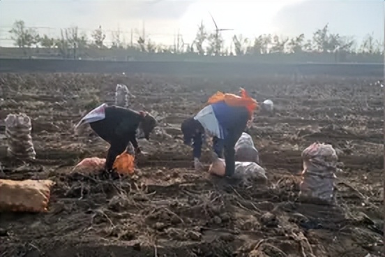 武川土豆装车,内蒙古武川土豆