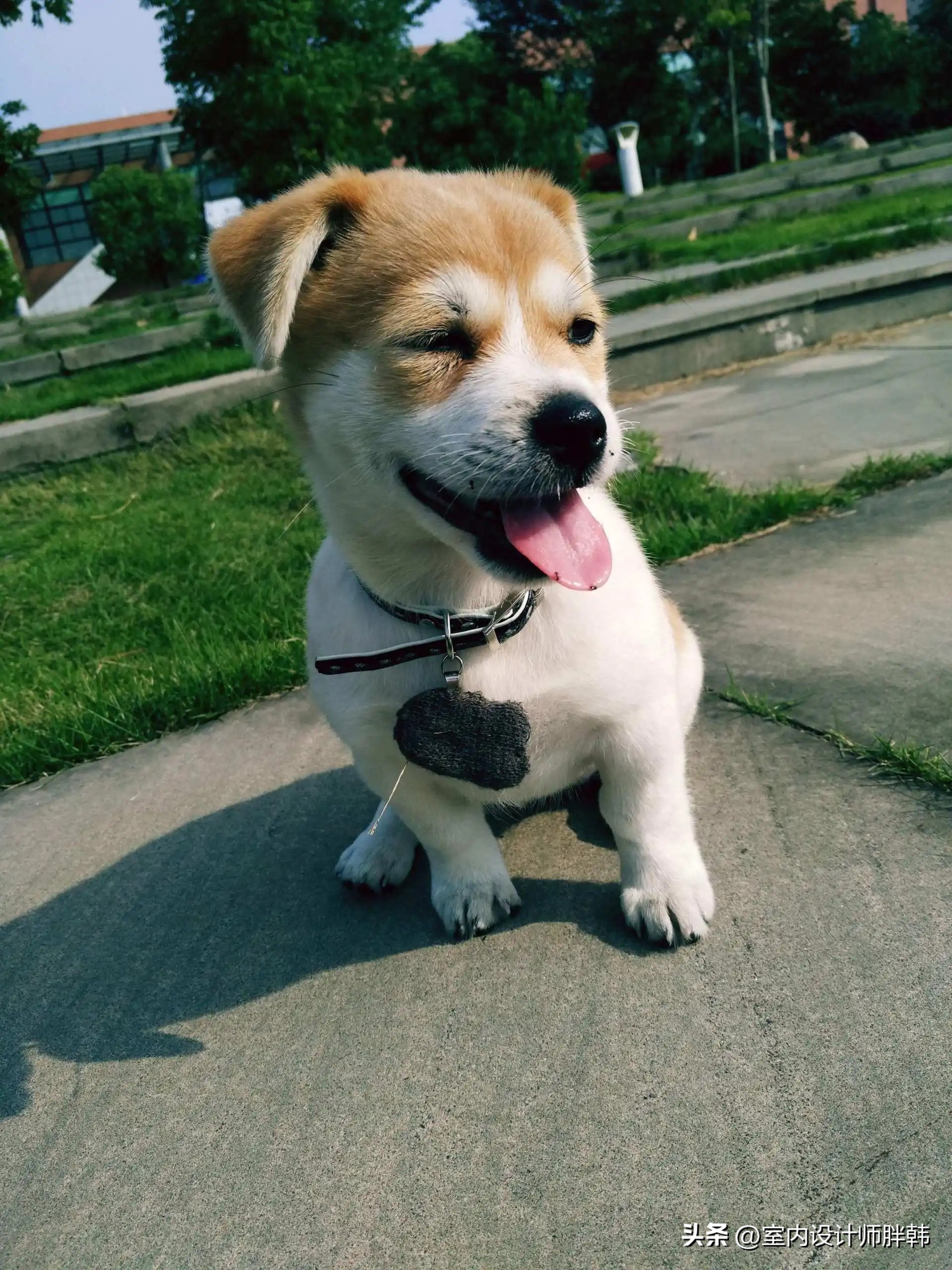 门前五树代表什么,五树进宅指的是哪五树