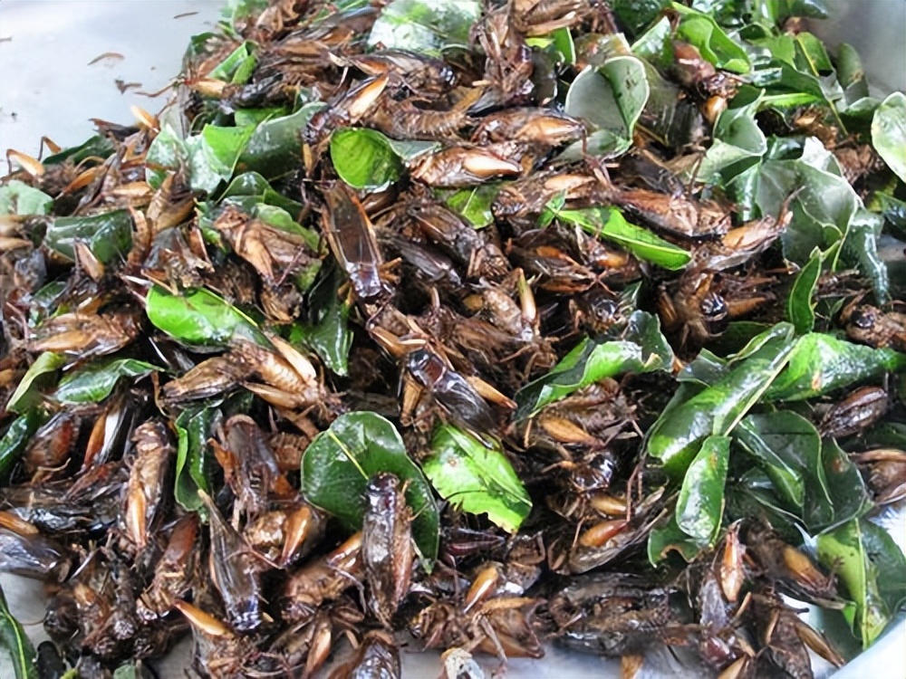 真正的丛林美食有哪些,硬核知识大全100个