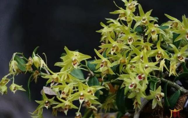 铁皮石斛最好的养殖方法,铁皮石斛养殖方法如下