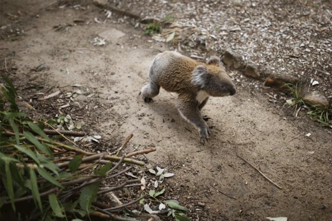 澳大利亚野马泛滥成灾,澳大利亚野马现状